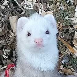Ferret Photo