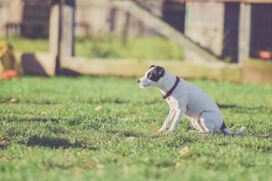 A dog on grass