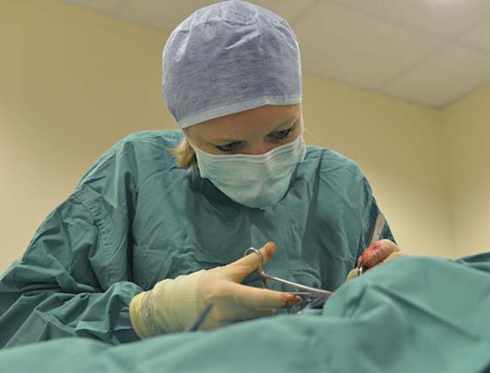 Forest vet surgeon