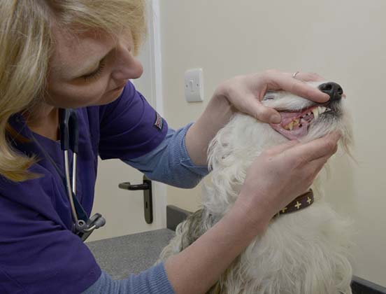 The Forest Vet Animal Care