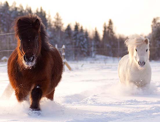Luvponies Horses in Snow
